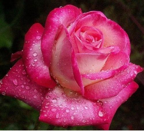 Какие сорта роз представлены в статье. Классификация роз для новичков