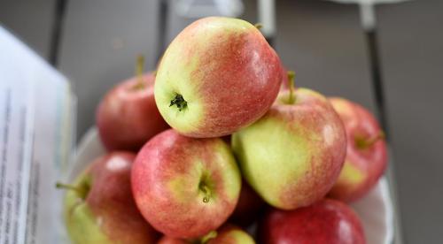 Самые вкусные яблоки. 10 самых вкусных сортов яблок на дегустационном марафоне 03