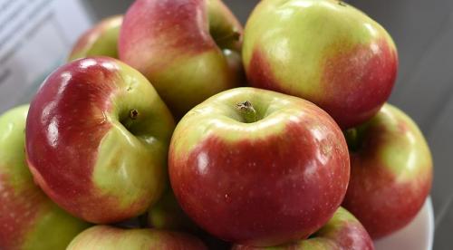 Самые вкусные яблоки. 10 самых вкусных сортов яблок на дегустационном марафоне 01