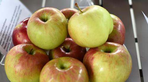 Самые вкусные яблоки. 10 самых вкусных сортов яблок на дегустационном марафоне 02