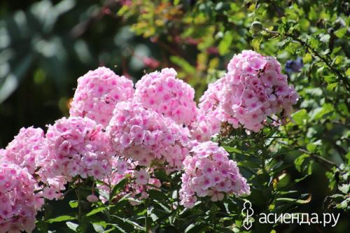 Секреты пышных флоксов. Флоксы –, как вырастить пышный куст