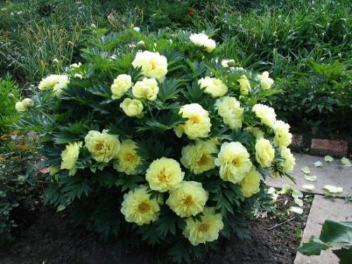 Когда можно пересаживать пионы. Особенности и сроки пересадки