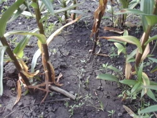 Когда можно пересаживать флоксы. Пересадка флоксов осенью на другое место 06 Когда можно пересаживать флоксы. Пересадка флоксов осенью на другое место 06