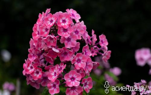 Секреты пышных флоксов. Флоксы –, как вырастить пышный куст