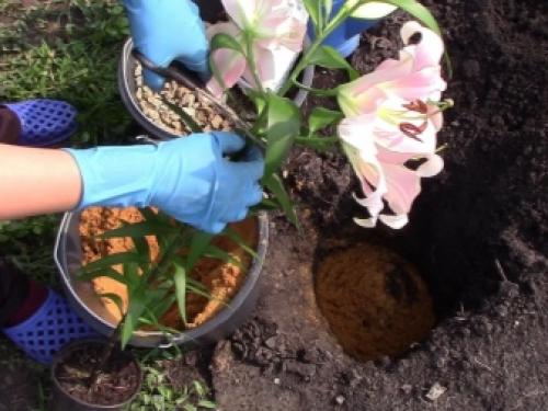 Когда можно пересаживать флоксы. Пересадка флоксов осенью на другое место 04 Когда можно пересаживать флоксы. Пересадка флоксов осенью на другое место 04