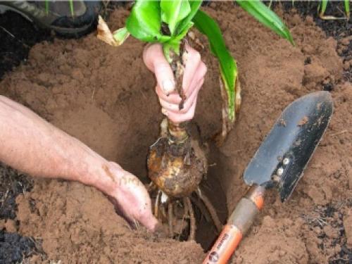 Когда можно пересаживать флоксы. Пересадка флоксов осенью на другое место 05 Когда можно пересаживать флоксы. Пересадка флоксов осенью на другое место 05