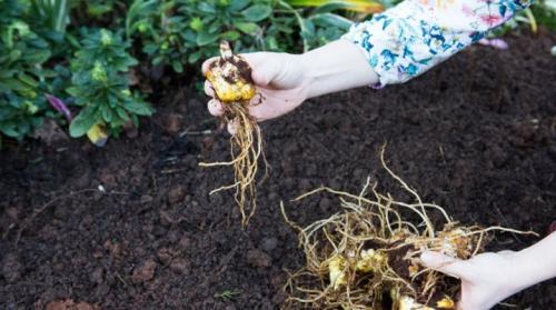 Когда можно пересаживать лилии. Когда и как правильно пересаживать лилии?