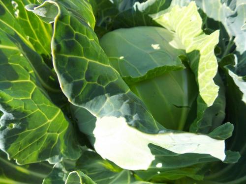 Какие растения наиболее известны своей аллелопатической активностью. Аллелопатия примеры