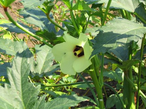 Какие растения наиболее известны своей аллелопатической активностью. Аллелопатия примеры