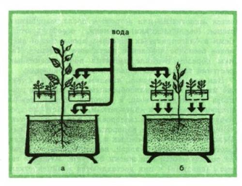 Аллелопатия растений: как растения взаимодействуют друг с другом 04