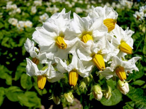 Какие растения наиболее известны своей аллелопатической активностью. Аллелопатия примеры