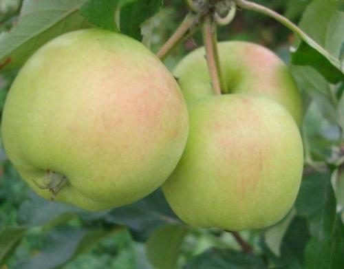 Сорта зимних яблонь для Урала. Зимостойкие сорта яблонь для Урала и Сибири