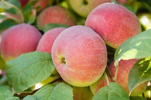 Сорта зимних яблонь для Урала. Зимостойкие сорта яблонь для Урала и Сибири