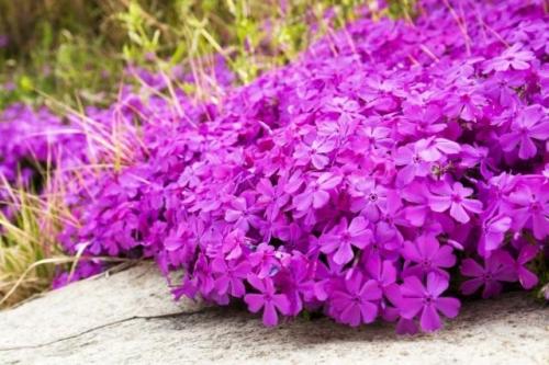 Размножение флокса шиловидного черенками. Зимостойкость флокса шиловидного