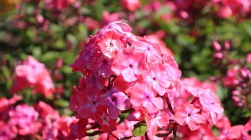 Размножение флоксов черенками: правила и пошаговая инструкция