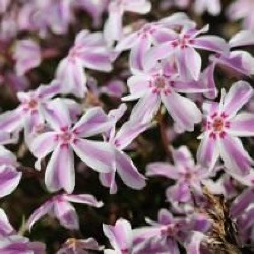 Размножение флокса шиловидного черенками. Зимостойкость флокса шиловидного