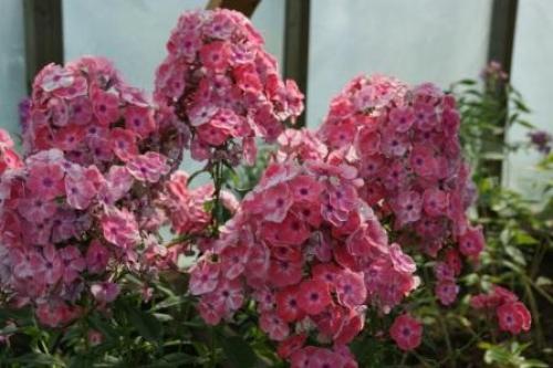 Черенкование флоксов летом. Размножение флоксов летними черенками