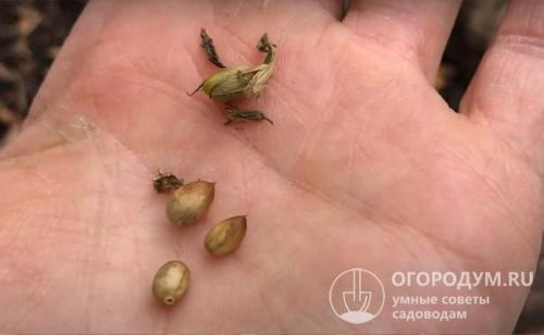 Размножение флоксов семенами. Выращивание флоксов