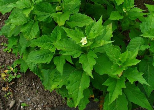 Физалис выращивание из семян. Как выращивать физалис