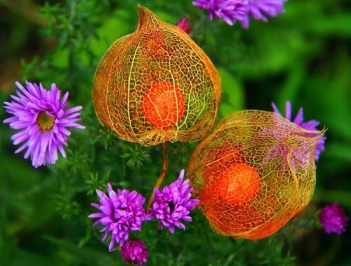 Когда сажать физалис при выращивании из семян. Выращивание физалиса из семян в открытом грунте 06