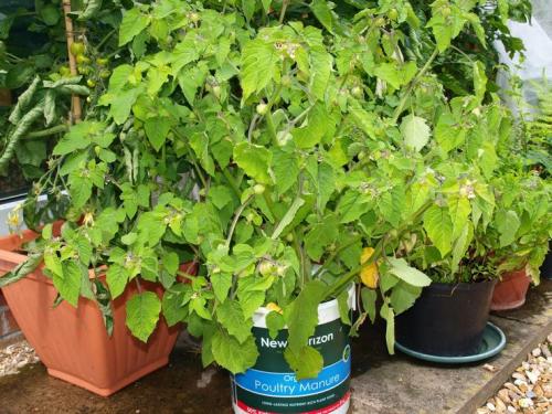 Физалис выращивание из семян. Как выращивать физалис