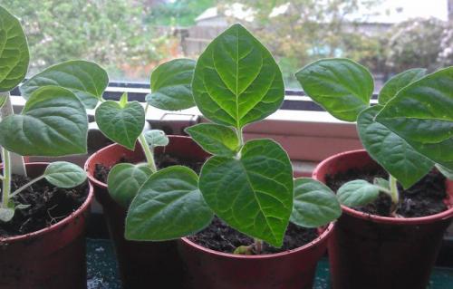 Физалис выращивание в открытом грунте. Рассада