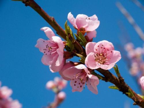 Как вырастить персик из косточки в домашних условиях. Выбор посадочного материала