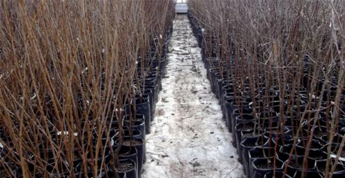 Самые урожайные сорта черешни для средней полосы. Выбор черешневого саженца для садового участка