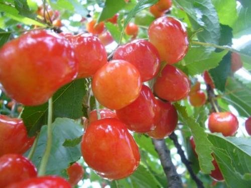 Самые урожайные сорта черешни. Добавление статьи в новую подборку 01