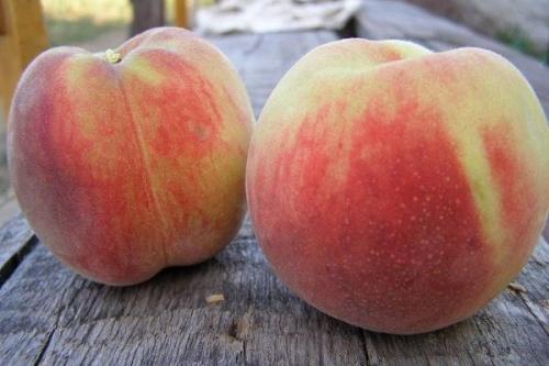 Персики для средней полосы россии сорта. Самые лучшие сорта персиков с фото и описанием