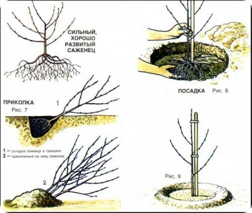 Самые урожайные сорта черешни для юга России. Как выбрать саженцы