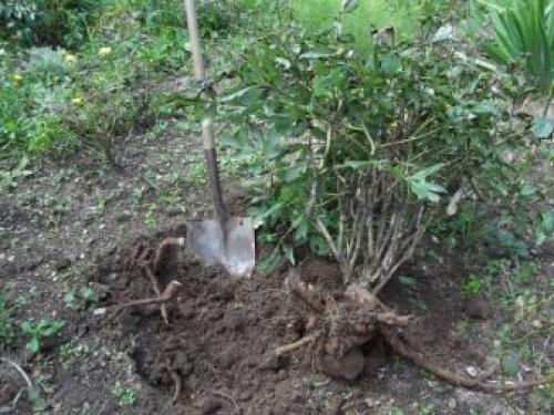 Деление и пересадка флоксов весной и осенью на другое место. Когда и в какое время года лучше пересаживать флоксы 08