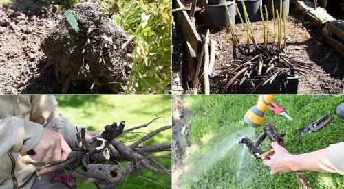 6 вариантов размножения флоксов. Размножение флоксов черенками: правила и пошаговая инструкция 03