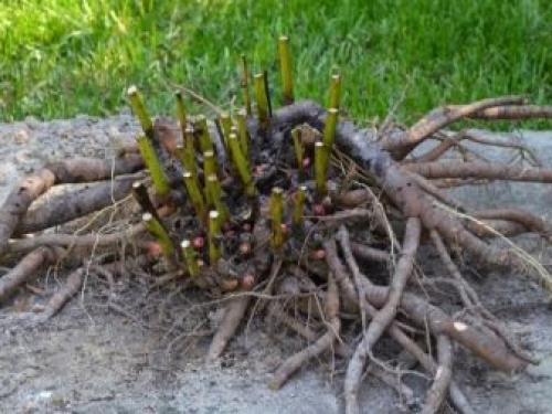 Деление и пересадка флоксов весной и осенью на другое место. Когда и в какое время года лучше пересаживать флоксы 10