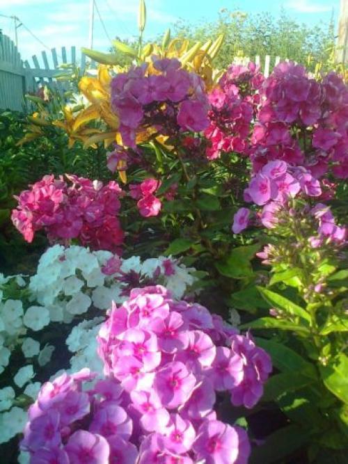 Пересадка флоксов во время цветения. Когда и в какое время года лучше пересаживать флоксы