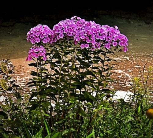 Деление и пересадка флоксов весной и осенью на другое место. Когда и в какое время года лучше пересаживать флоксы