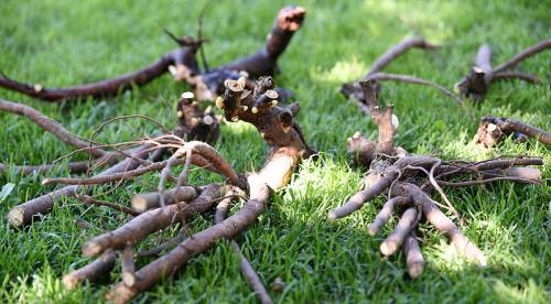 6 вариантов размножения флоксов. Размножение флоксов черенками: правила и пошаговая инструкция 04