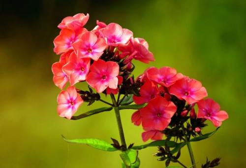 Пересадка флоксов во время цветения. Когда и в какое время года лучше пересаживать флоксы