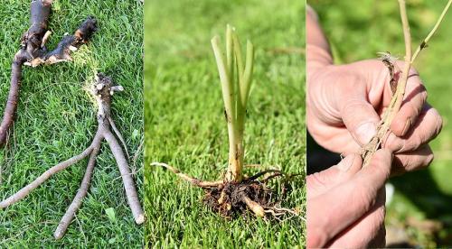 6 вариантов размножения флоксов. Размножение флоксов черенками: правила и пошаговая инструкция 02