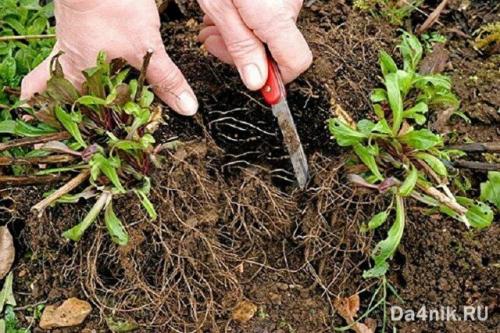 Пересадка флоксов в августе. Осенняя пересадка
