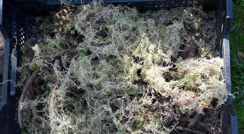 6 вариантов размножения флоксов. Размножение флоксов черенками: правила и пошаговая инструкция 05