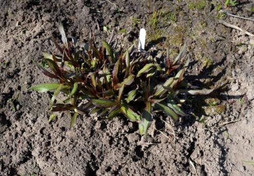 Деление и пересадка флоксов весной и осенью на другое место. Когда и в какое время года лучше пересаживать флоксы