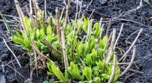 Пересадка флоксов в августе. Осенняя пересадка