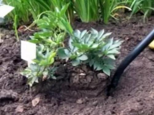 Деление и пересадка флоксов весной и осенью на другое место. Когда и в какое время года лучше пересаживать флоксы 09