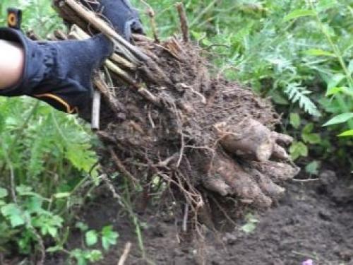 Деление и пересадка флоксов весной и осенью на другое место. Когда и в какое время года лучше пересаживать флоксы 11