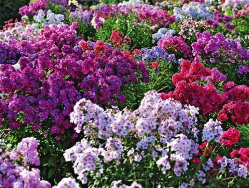 Укоренение флоксов в воде. Как размножить флоксы? Легко!