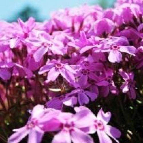 Размножение флокса шиловидного черенками. Зимостойкость флокса шиловидного