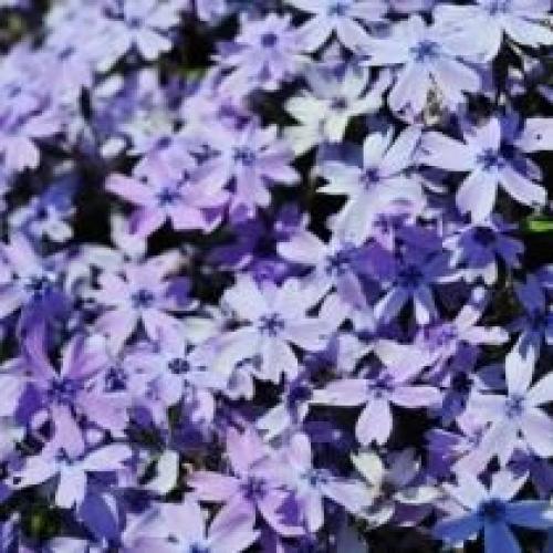 Размножение флокса шиловидного черенками. Зимостойкость флокса шиловидного