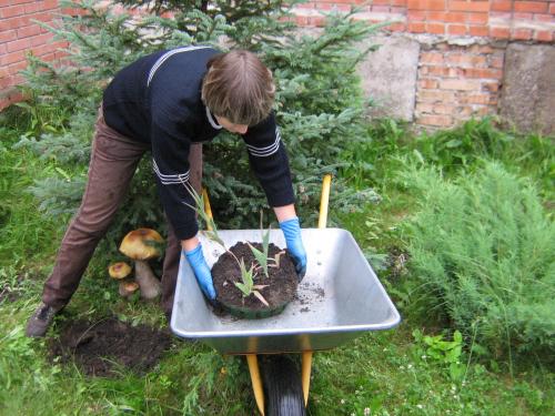 Как посадить тюльпаны осенью. Пошаговая инструкция по посадке тюльпанов осенью 03 Как посадить тюльпаны осенью. Пошаговая инструкция по посадке тюльпанов осенью 03