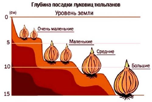 Посадка тюльпанов осенью в горшки. Как посадить тюльпаны в корзины осенью